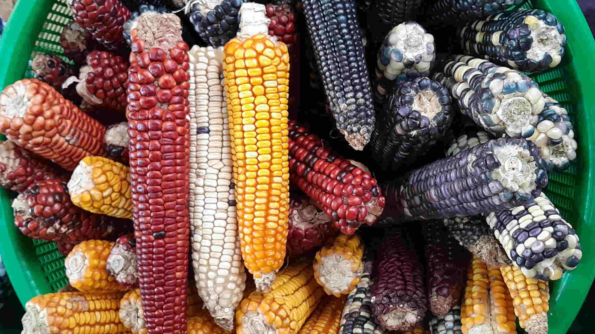 Traditional Guatemalan Tortillas Guatemala